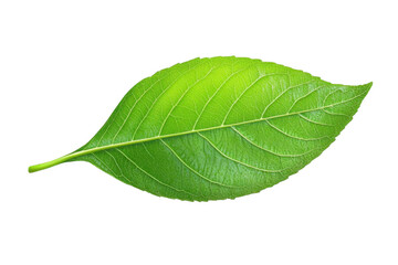 Obraz premium Green Leaf Isolated Shows Freshness and Vitality With Black Background