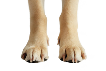 Dog Paws Shows Off its Furry Paws with Grooming Concept Theme