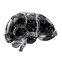 Transparent brain model with detailed internal structure and organs visible inside, showcasing complexity and beauty of human anatomy in clear artistic form