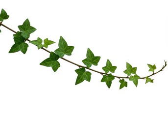 Fototapeta premium Ivy vine with green leaves isolated on white background, nature concept