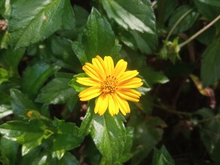 Beautiful yellow sunflowers in tropical Indonesia near Mount Merapi surrounded by fresh and cool green grass