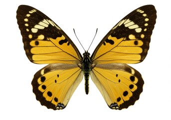 Isolated monarch butterfly with yellow and black wings on white background