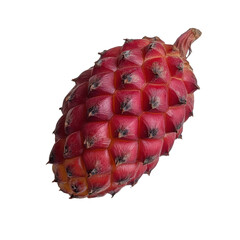 Single buriti fruit with dark reddish brown scales, showcasing its unique texture and color