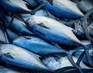 Obraz premium Fresh Bluefin Tuna Piled in Full Frame Close-Up