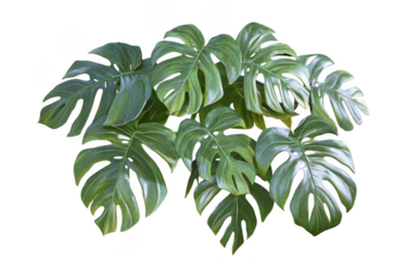 Vibrant monstera plant with large, glossy green leaves, showcasing its unique split and perforated leaf structure, perfect for adding touch of nature to any space