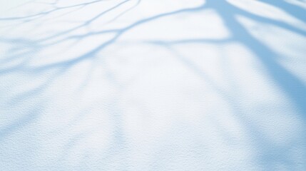 Obraz premium Soft tree branch shadows stretch across a smooth, untouched blanket of snow in gentle winter light.