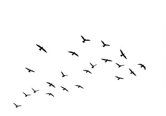 Silhouette Flock Birds Flying White Sky Nature Flight Wings Avian Black Image Animal Vector Design