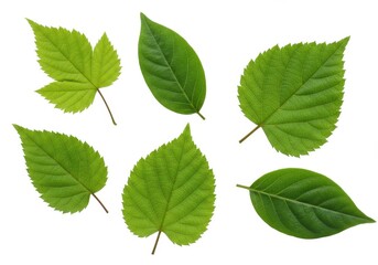 Vibrant Green Leaves Collection Nature Photography Isolated Botanical Leaf Plant Fresh White Image