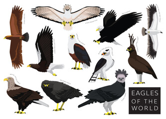 Birds Eagles of the World Set Cartoon Vector Character