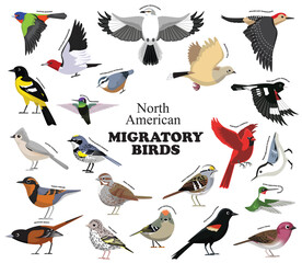North American Migratory Birds Set Vector Collection