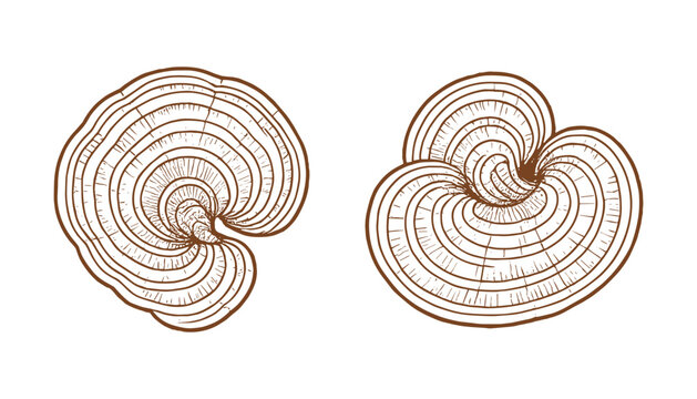 Detailed woodcut style drawing of bracket fungus