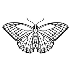 intricate butterfly line art design