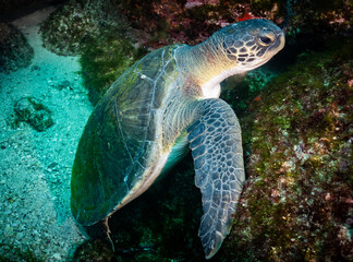 Green Turtle resting at Laje de Santos, Brazil