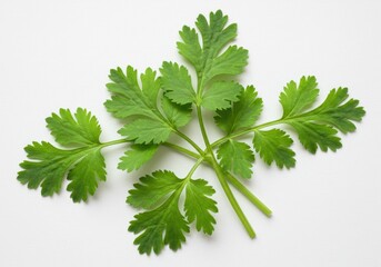 Fresh Green Cilantro Sprig Isolated White Background Culinary Herb Food Leaf Spice Plant Aroma