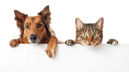 Smiling Dog and cat peeking over a blank white board isolate on white background