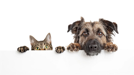 Fototapeta premium Dog and cat peeking over a blank white board isolate on white background