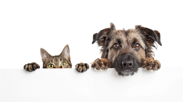 Dog and cat peeking over a blank white board isolate on white background