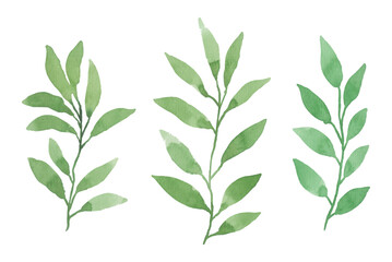Assortment of watercolor leaves illustration set - green leaf branches collection for wedding, greetings, stationary, wallpapers, fashion, background. olive, green leaves, Eucalyptus etc