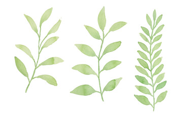 Assortment of watercolor leaves illustration set - green leaf branches collection for wedding, greetings, stationary, wallpapers, fashion, background. olive, green leaves, Eucalyptus etc