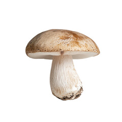Single shiitake mushroom with wrinkled cap resting transparency background, showcasing its