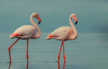 Wild african birds. Two Great african flamingos  walking around the blue lagoon against bright sky