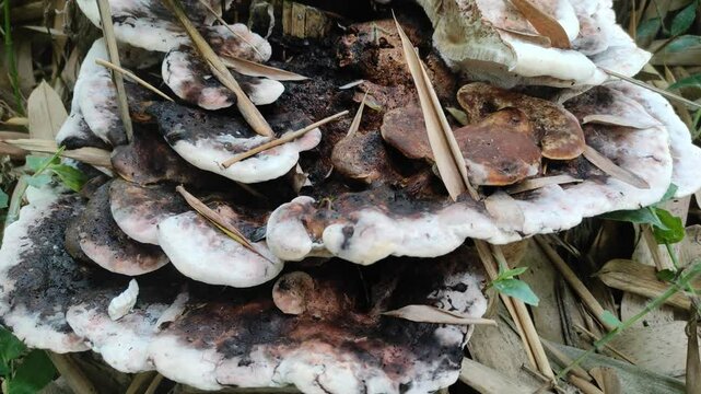 Chondrostereum purpureum, commonly known as the silverleaf fungus, used as a biological control agent for stump sprouting