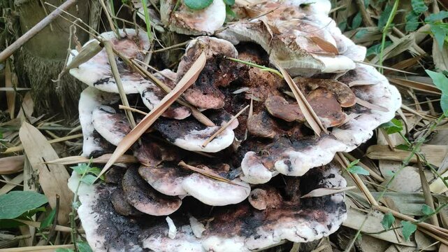 Chondrostereum purpureum, commonly known as the silverleaf fungus, used as a biological control agent for stump sprouting