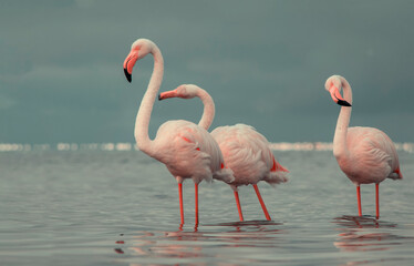 African wild birds. A flock of great flamingos on the blue lagoon against the bright sky