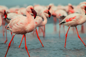 A flock of pink flamingos standing by a serene lake under a clear blue sky. A beautiful scene of nature, perfect for ecology, wildlife, and travel-related projects.