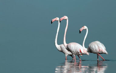 African wild birds. A flock of great flamingos on the blue lagoon against the bright sky