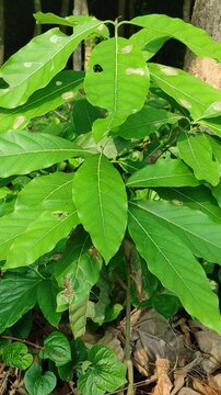 Japanese blue oak (Lithocarpus glaber) fruits in the park of Osaka Castle,