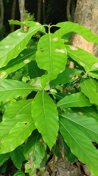 Japanese blue oak (Lithocarpus glaber) fruits in the park of Osaka Castle,