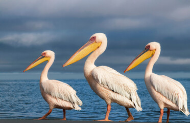 Great African pelicans standing on the shore of the Atlantic Ocean against a vibrant sky. A stunning wildlife scene capturing the beauty of nature and coastal birds