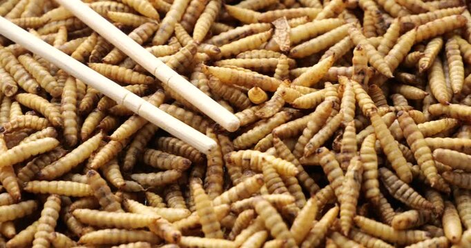Nutritionist-approved fried insect larvae on white plate with bamboo sticks. High-protein eco-friendly solution for overpopulation and resource scarcity. Future food concept.
