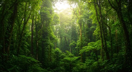 Obraz premium Lush rainforest canopy with sunlight filtering through (horizontal). 