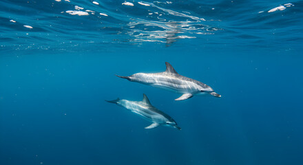 Obraz premium Two Spotted Dolphins Swimming Gracefully Under Clear Blue Ocean Sunlight Creating Shimmering Highlights On Sleek Bodies