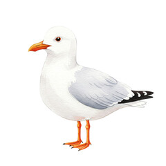 Obraz premium A white and gray seagull with an orange beak and legs stands upright, showcasing its detailed feathers.
