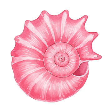 A pink spiral seashell with intricate ridges and a smooth, glossy appearance.