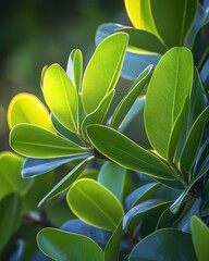 Obraz premium Close up of glossy green leaves on a tree branch in bright sunlight nature photography botanical garden setting