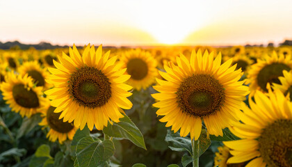 Obraz premium Sunflowers bloom vibrantly in golden field during sunset, creating stunning landscape filled with warmth and beauty. sun casts soft glow, enhancing cheerful atmosphere