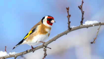 goldfinch bird perches gracefully snow dusted branch, showcasing its striking red, yellow, and brown plumage against serene blue sky. scene evokes sense of tranquility and beauty nature