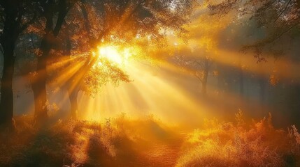 Fototapeta premium Golden Sunrise Rays Illuminating Misty Forest