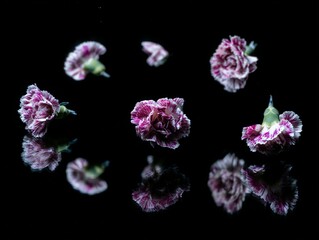 Small, delicate carnations reflected on dark surface.