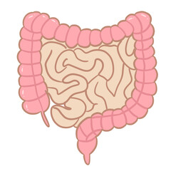 Human Intestinal Anatomy