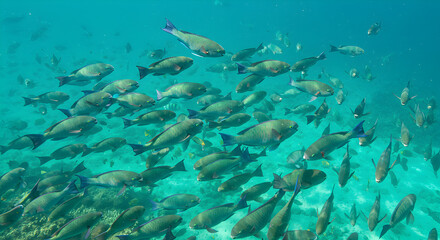 Fototapeta premium Large School of Grey Parrot Fish Swim Over Coral Reef with Sun Speckles in Clear Ocean Water