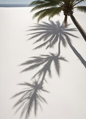 Long, elegant palm shadow stretches across a smooth white surface ,  graphic design,  wall,  silhouette