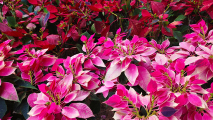 Blooming flowers background for graphic design or wallpaper. Spring nature with warm morning sunlight.