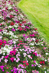 Blooming flowers background for graphic design or wallpaper. Spring nature with warm morning sunlight.