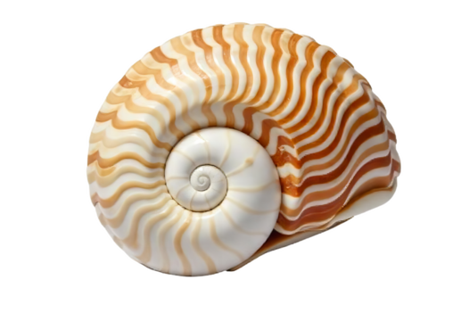 Spiral Seashell with Intricate Patterns PNG