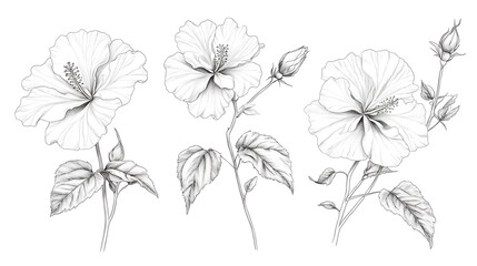 Elegant black and white hibiscus floral illustration set.